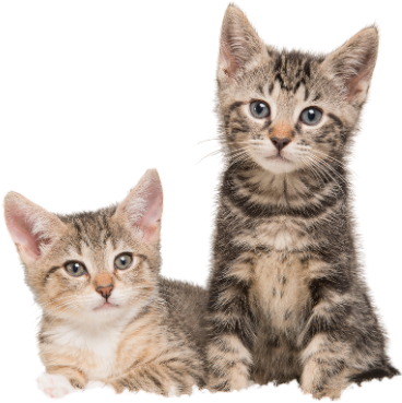 gatitos