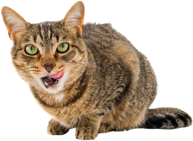 pienso gato adulto