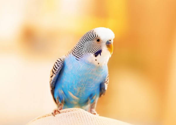 alimentos para aves fuerteventura