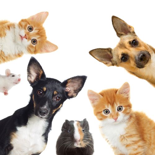 piensos animales norte fuerteventura