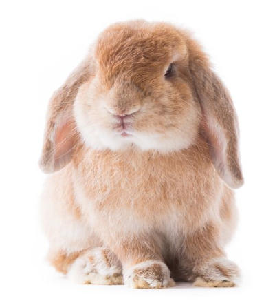 pienso para conejo fuerteventura
