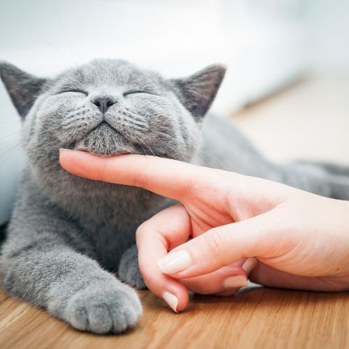 comida para gatos