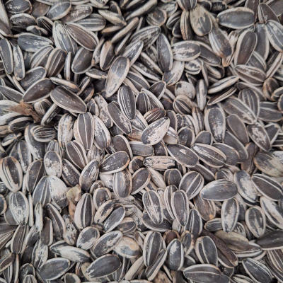 pipas grandes aves fuerteventura
